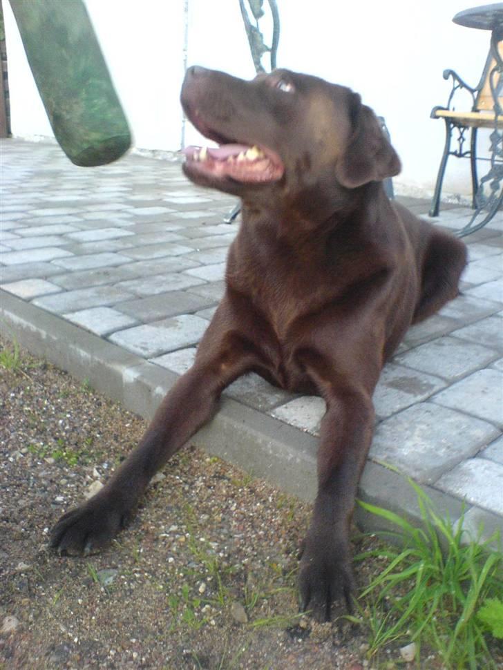 Labrador retriever Chicco *død* billede 13