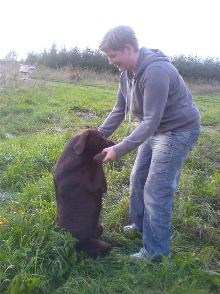 Labrador retriever Chicco *død* billede 14