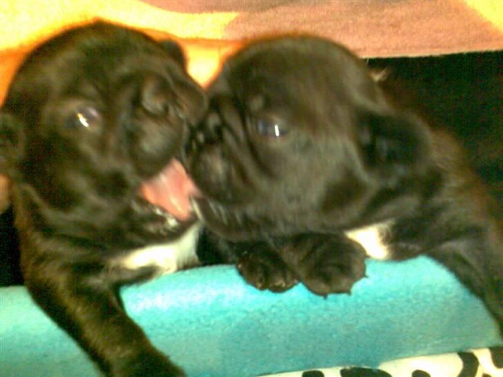 Fransk bulldog Mercedes - Hvalpe 3 uger: Ja vi har desværre kun 2 tilbage. den ene han kunne ikke klare det. billede 16