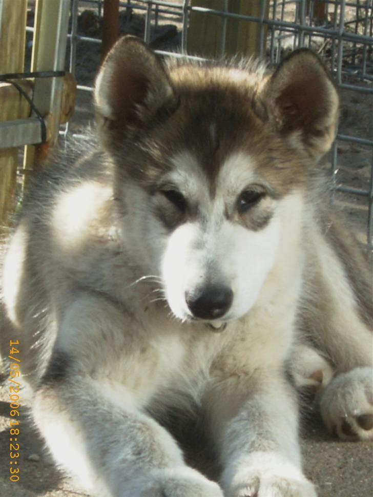 Alaskan malamute Aisha billede 14