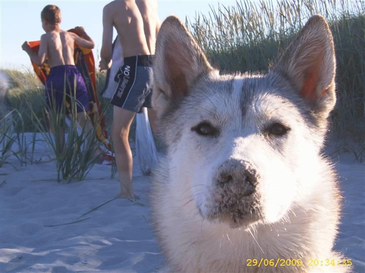 Siberian husky Lajka *udlånt* billede 9