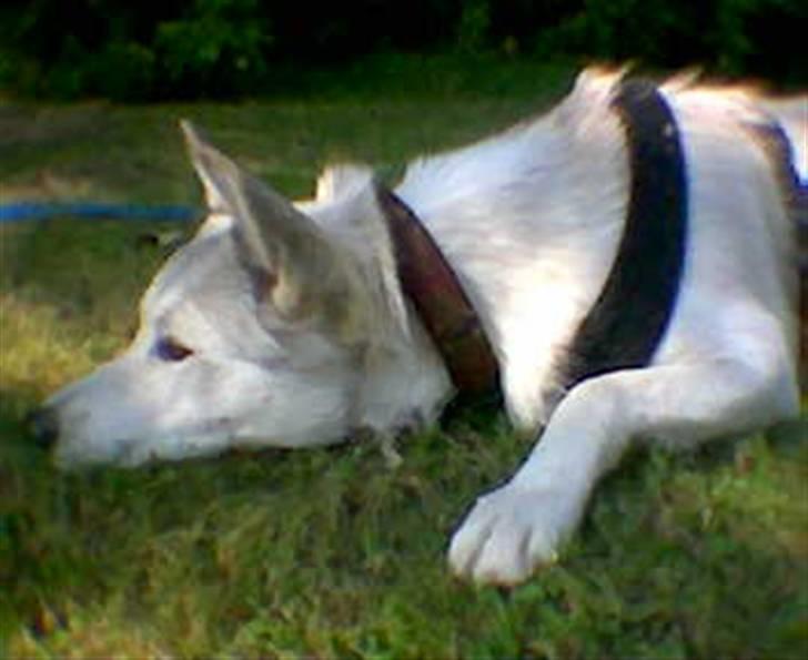 Siberian husky Lajka *udlånt* billede 10