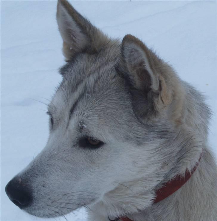 Siberian husky Lajka *udlånt* billede 11