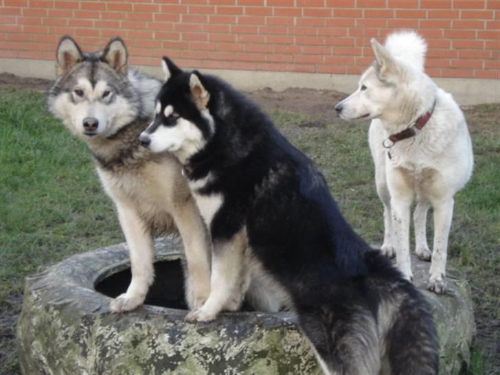 Siberian husky Lajka *udlånt* - Lajka, Aslan og Kee-nai billede 12