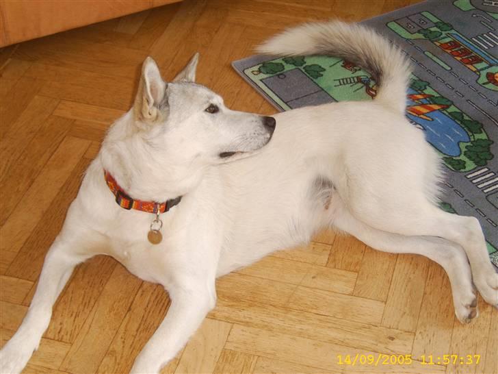Siberian husky Lajka *udlånt* billede 13