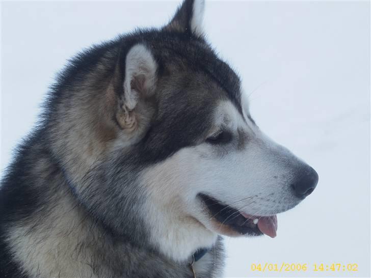 Alaskan malamute First Balto *himmelhund* billede 20