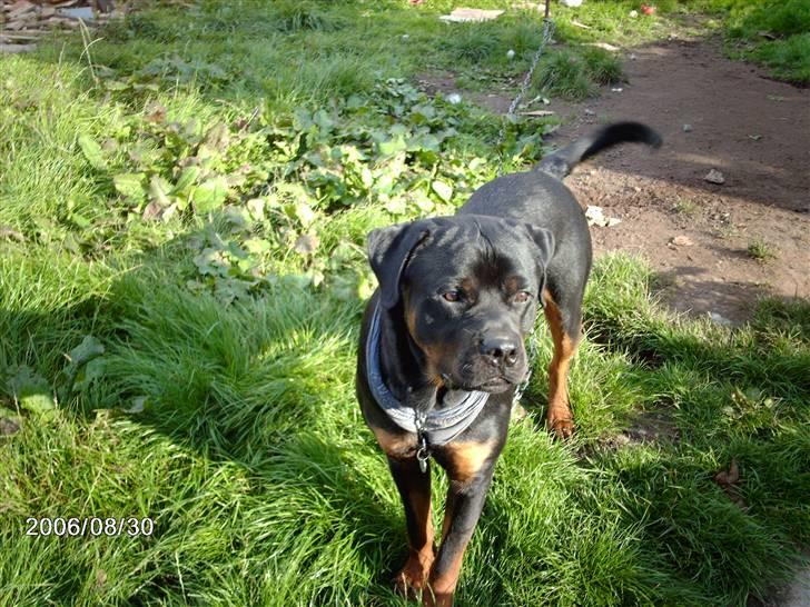 Rottweiler wappe billede 1