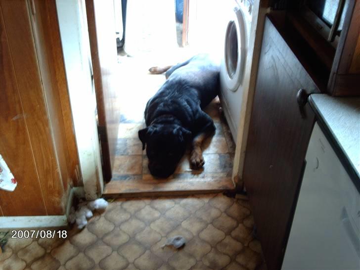 Rottweiler wappe billede 2