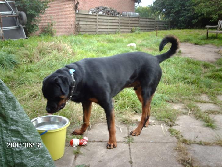 Rottweiler wappe billede 3
