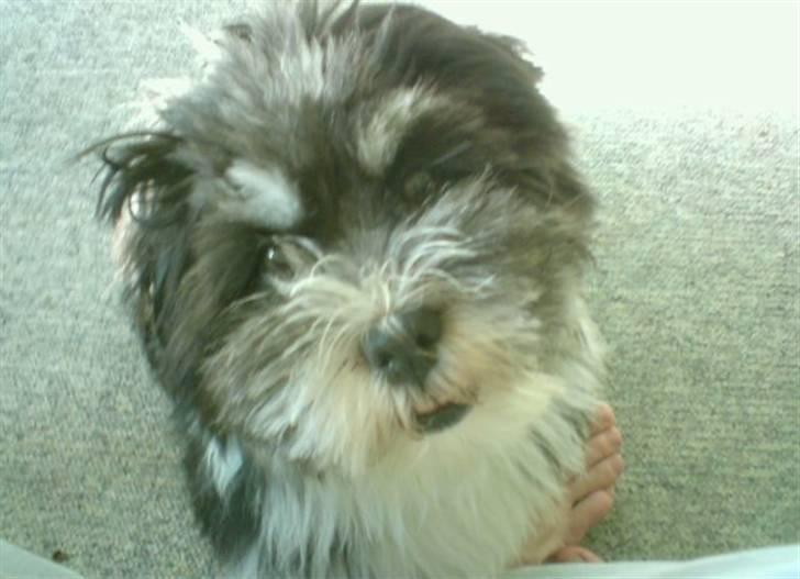 Lhasa apso Joey billede 19