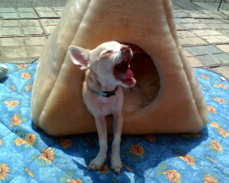 Chihuahua Riki - Godmorgen.... Spfinksén på vej ud af pyramiden billede 1