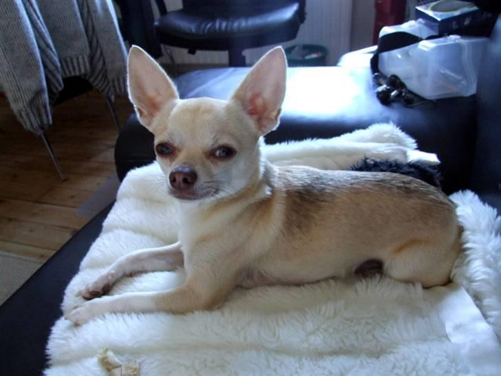 Chihuahua Riki - I´m the boss ! billede 2