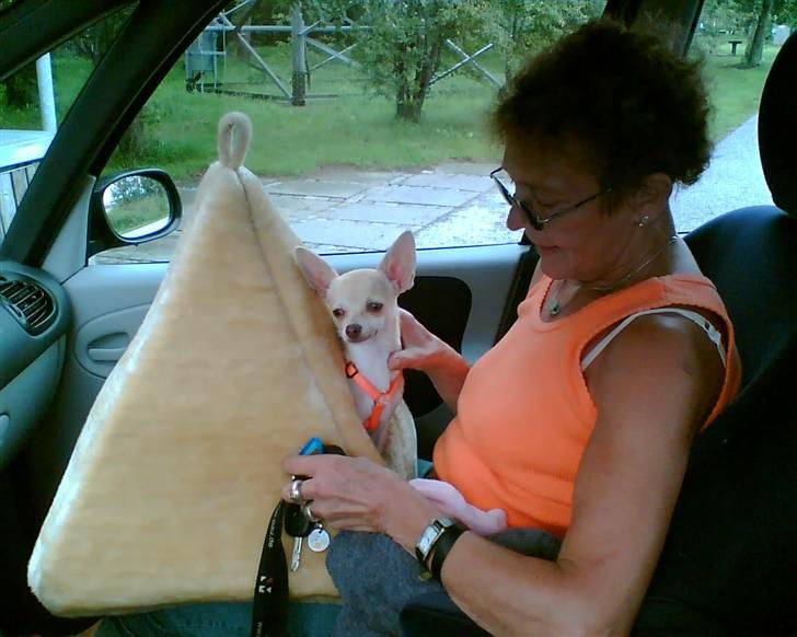 Chihuahua Riki - Mor, sovepyramide, bilnøgler.... Hmm, jo vi har vist husket det vigtige, så kan vi godt køre på ferie.. billede 3