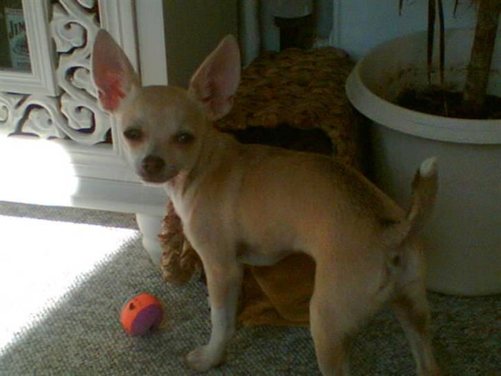 Chihuahua Riki - Gammelt hvalpebillede, taget med kamera i tlf. billede 4
