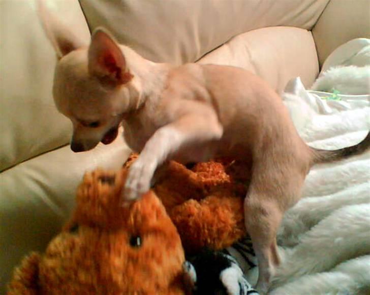 Chihuahua Riki - endnu et hvalpebillede, havde desværre ikke andet kamera end det i tlf´nen, da han var lille. billede 5