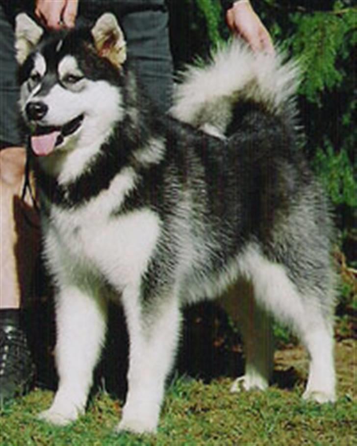 Alaskan malamute Penny billede 2