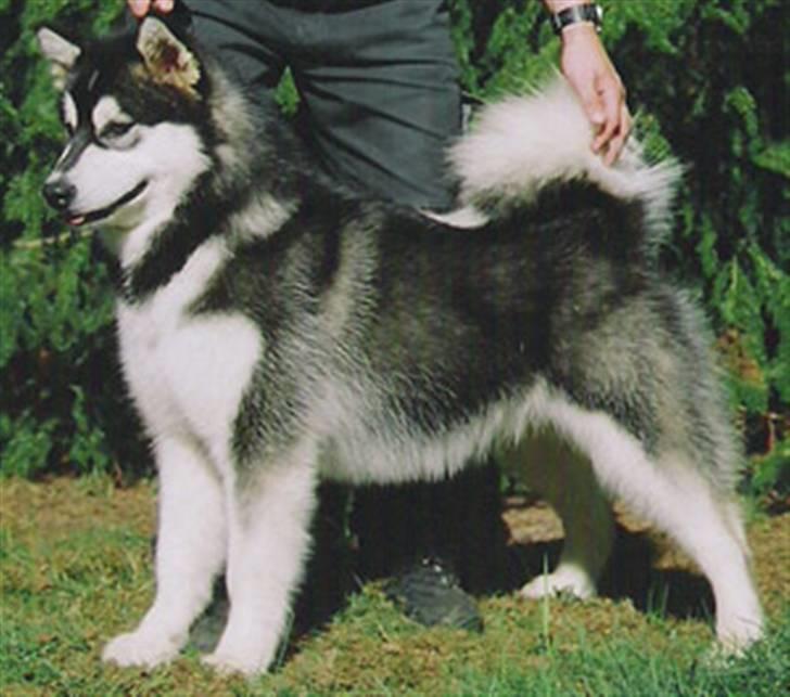 Alaskan malamute Penny billede 3