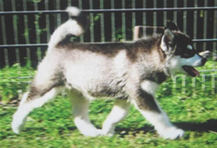 Alaskan malamute Penny billede 4
