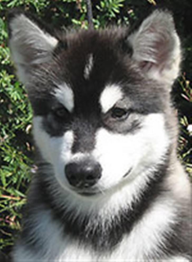 Alaskan malamute Penny billede 5