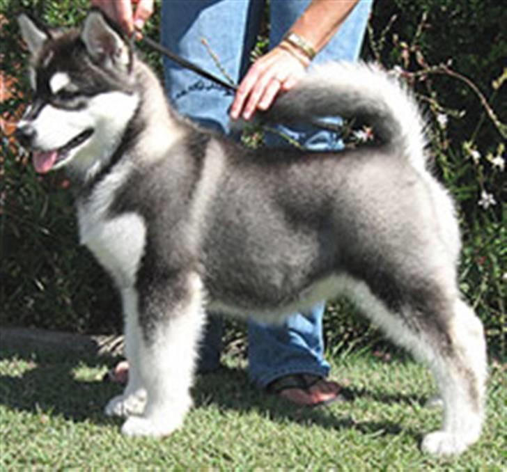 Alaskan malamute Penny billede 6