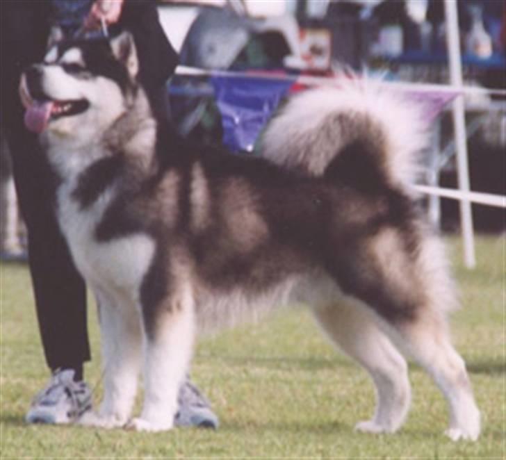 Alaskan malamute Penny - min far Stoli billede 7