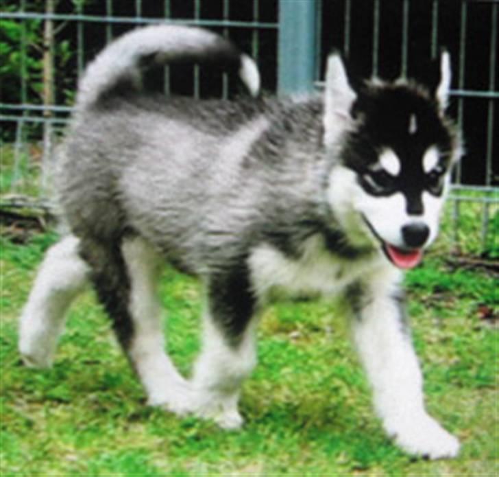 Alaskan malamute Penny billede 8