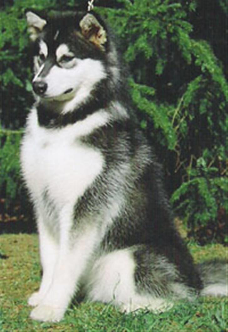 Alaskan malamute Penny billede 9
