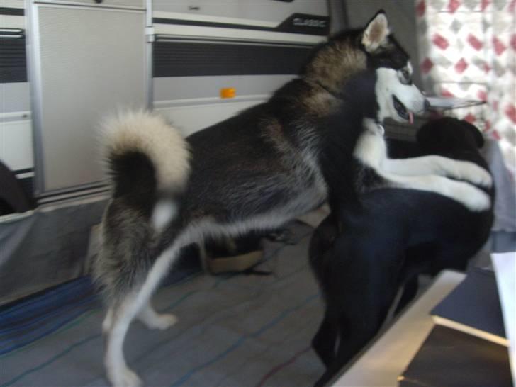 Alaskan malamute Penny - så nu har jeg dig Elvis billede 10