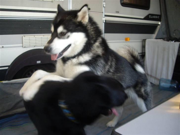 Alaskan malamute Penny billede 11