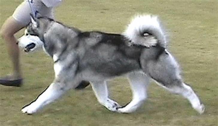 Alaskan malamute Penny - Min mor Belle billede 12