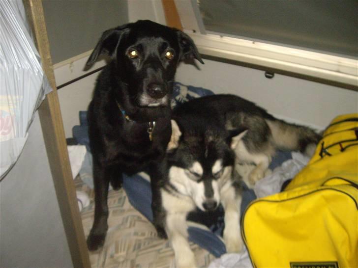 Alaskan malamute Penny - Råhygge i Campingvognen billede 13
