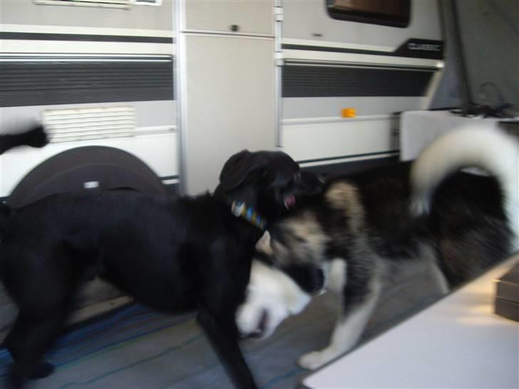 Alaskan malamute Penny billede 14