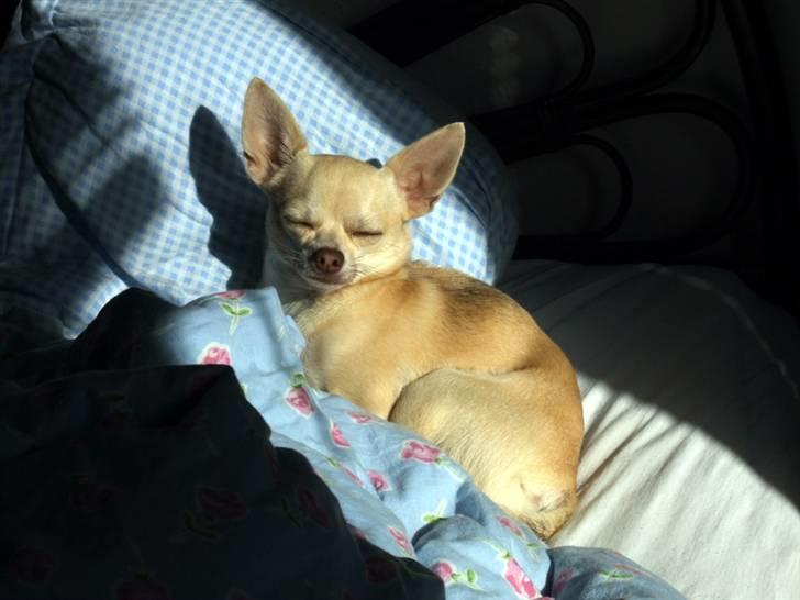 Chihuahua Riki - Så er de jaget ud af sengen, så kan JEG ligge og gasse dem billede 6