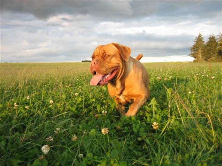 Dogue de bordeaux Vega - Vega på marken - 21 mdr. gammel billede 15