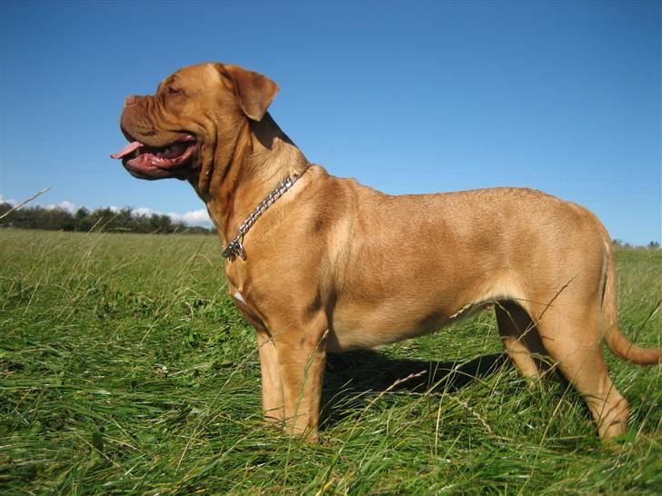 Dogue de bordeaux Vega - Smukke Vega billede 16