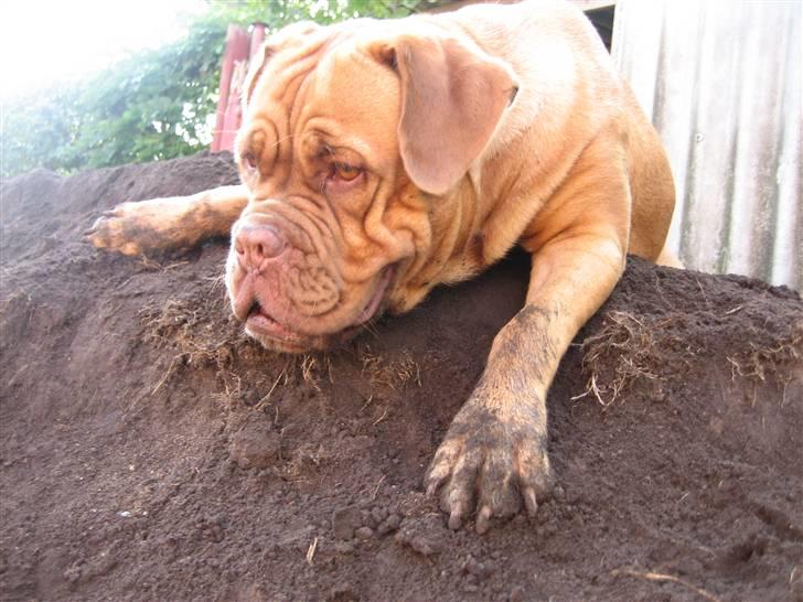 Dogue de bordeaux Vega - Vega i sit farligste humør.... hun vogter jordbunken! billede 17