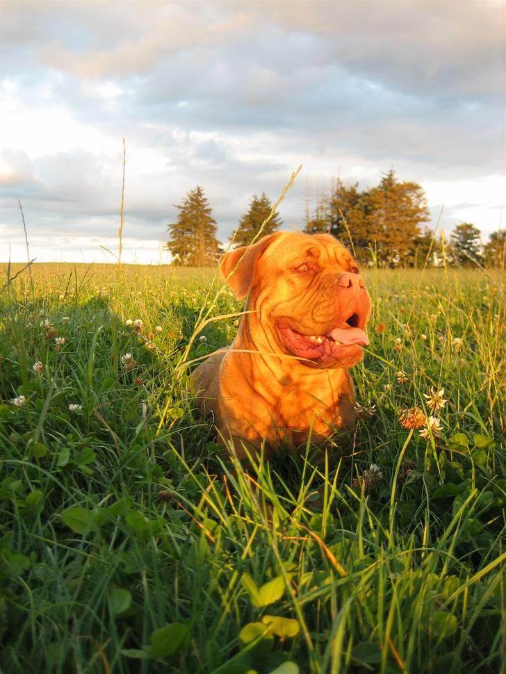 Dogue de bordeaux Vega - Ligger og nyder solnedgangen billede 18