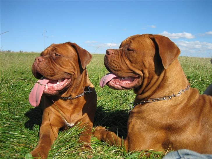 Dogue de bordeaux Calypso - De to søstre ; Clio til venstre og Calypso til højre billede 8