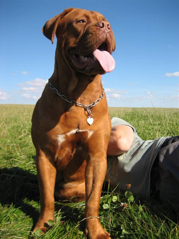 Dogue de bordeaux Calypso - Calypso skuer ud over sit kongerige billede 9