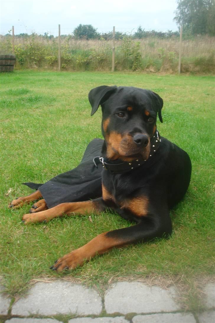 Rottweiler Nikki - 3 dage efter hende knæ operation i knæet billede 1