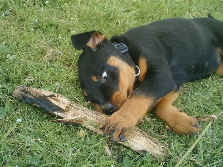 Rottweiler Nikki - Spiser dig billede 2