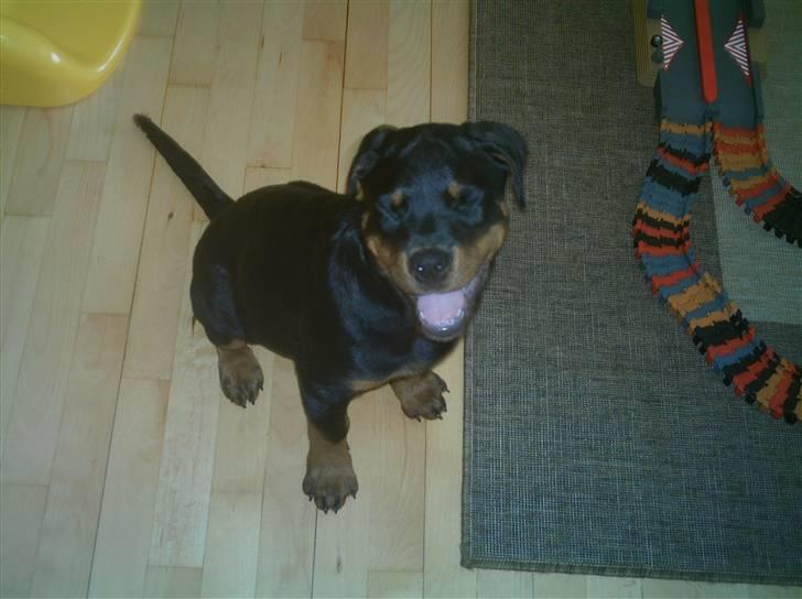 Rottweiler Nikki - SMIL billede 3