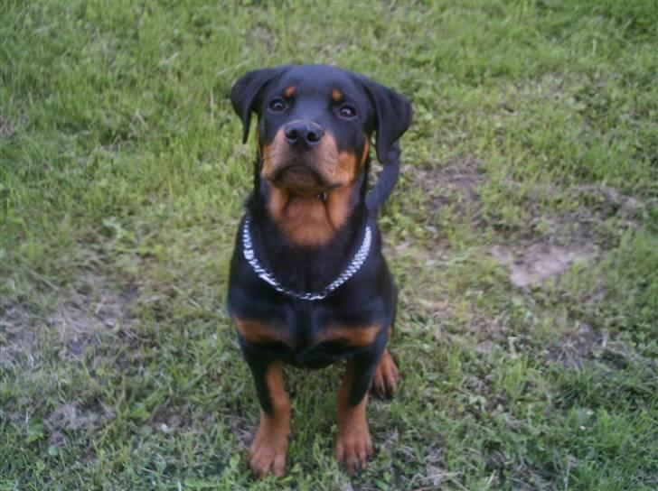 Rottweiler Nikki - Store farlig rotte c",) billede 4