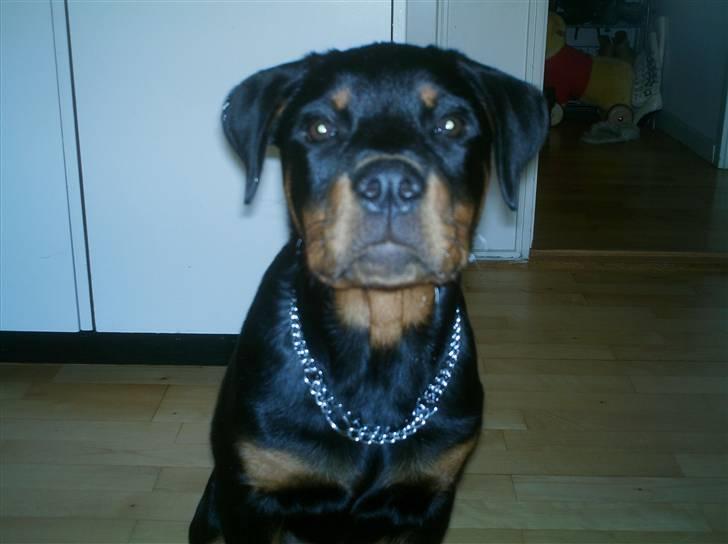 Rottweiler Nikki billede 5