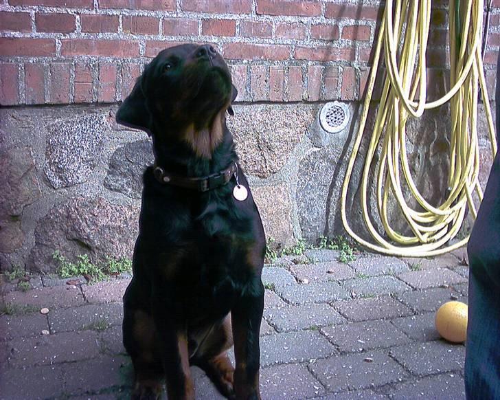 Rottweiler rico billede 1