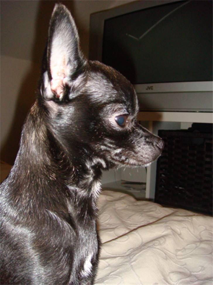 Chihuahua Armani billede 1