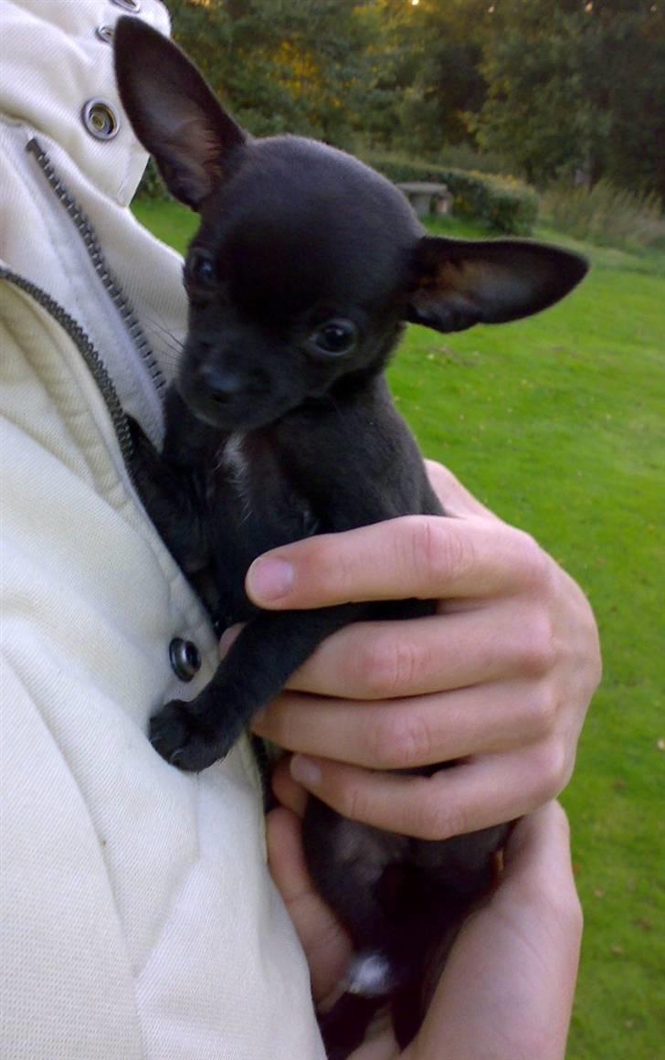 Chihuahua Armani billede 2