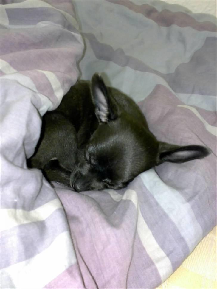 Chihuahua Armani billede 3