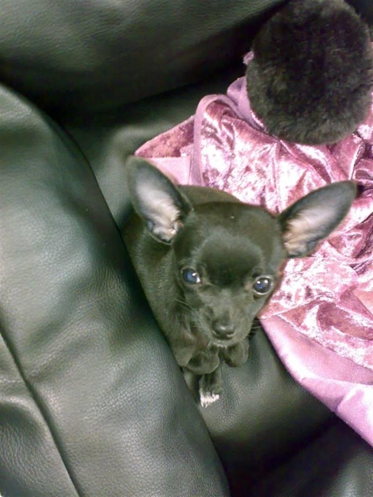 Chihuahua Armani billede 4