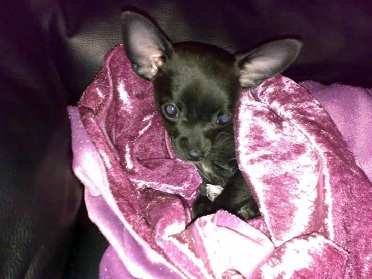 Chihuahua Armani billede 5